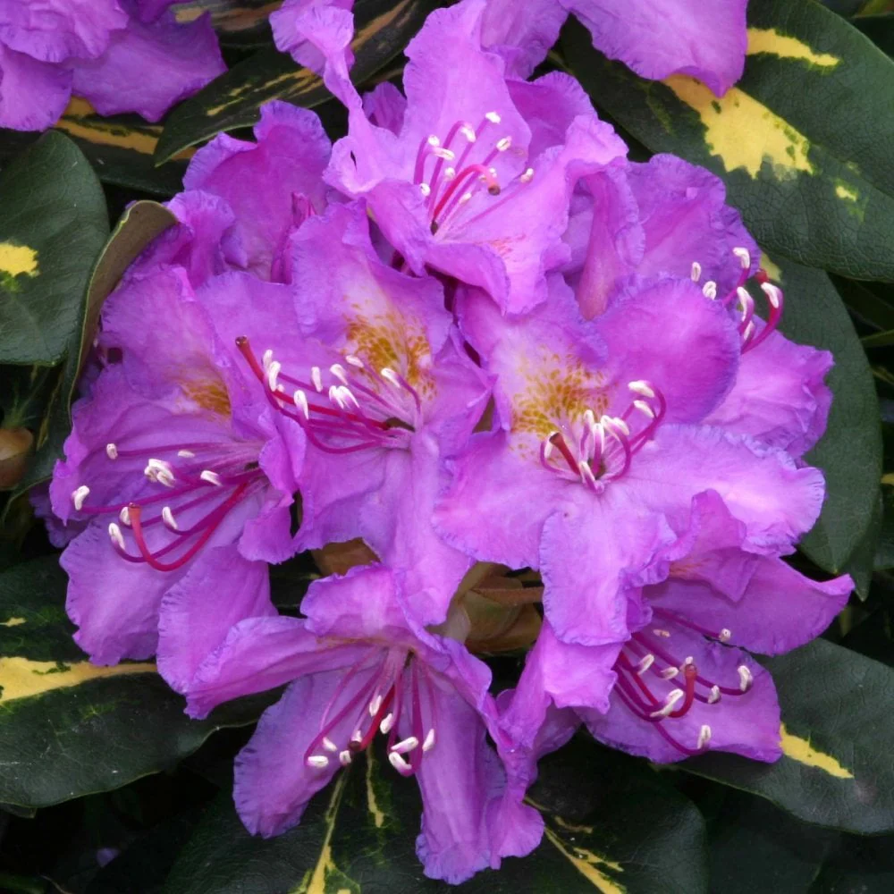 Rhododendron 'Goldflimmer' Shrub