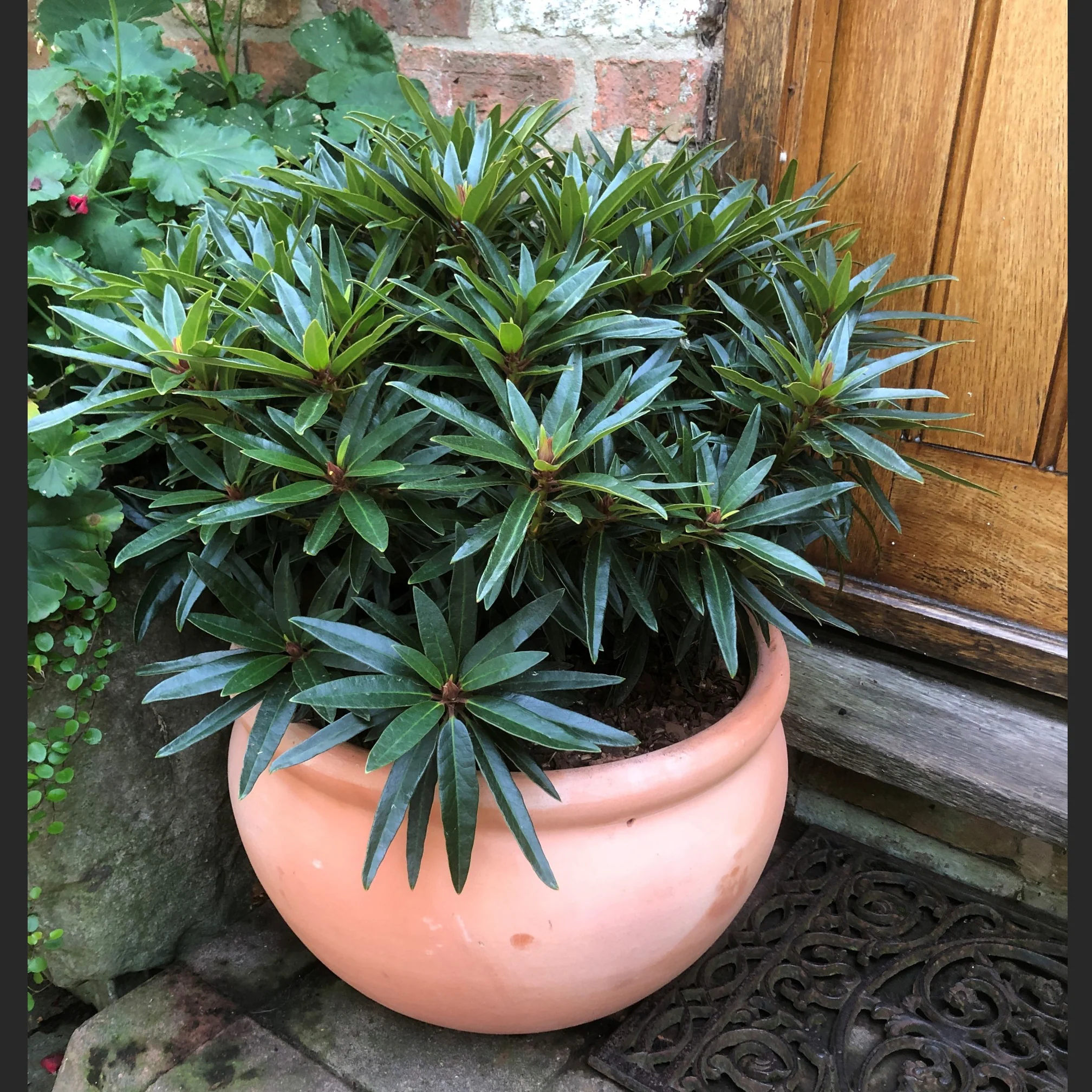 Rhododendron Graziella - Image 2