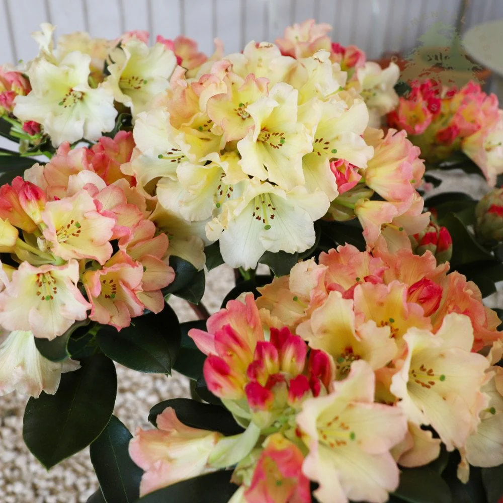 Rhododendron 'Horizon Monarch' Shrub