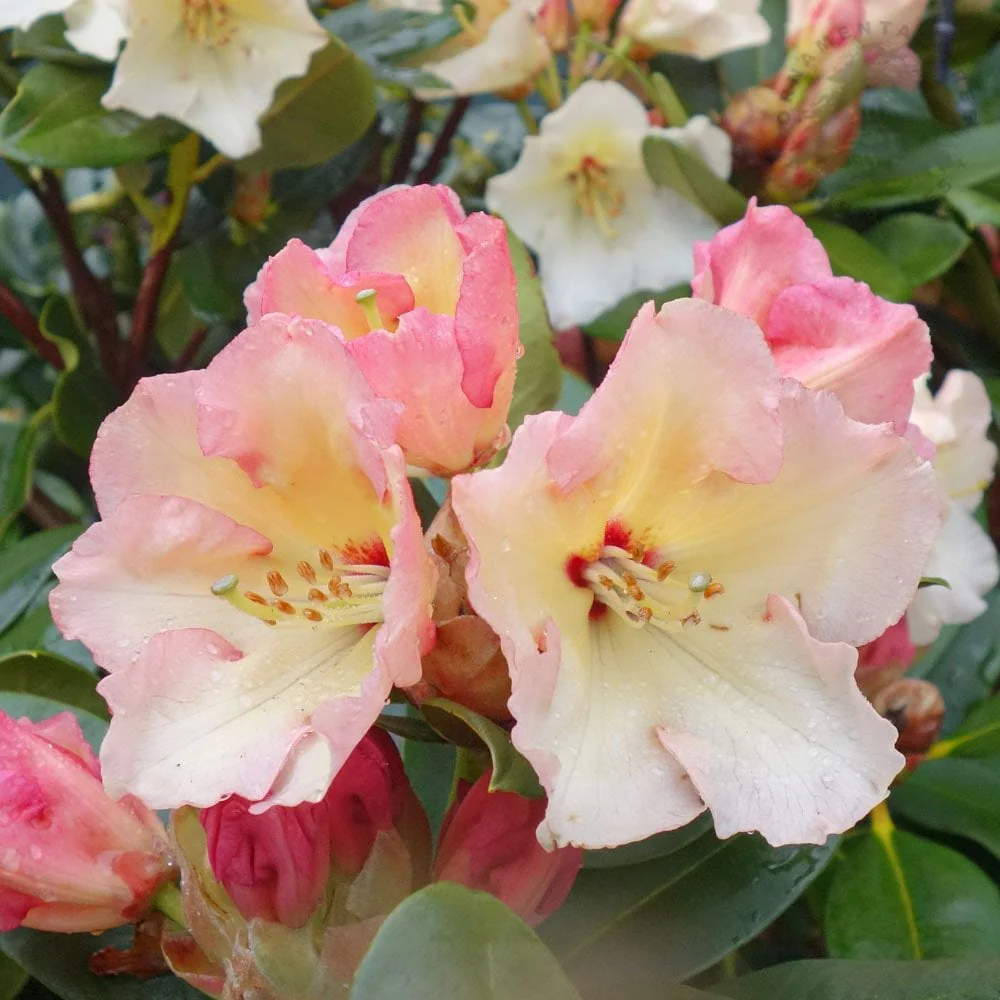 Rhododendron 'Horizon Monarch' Shrub - Image 2