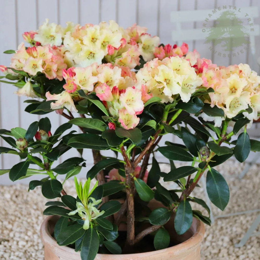 Rhododendron 'Horizon Monarch' Shrub - Image 3