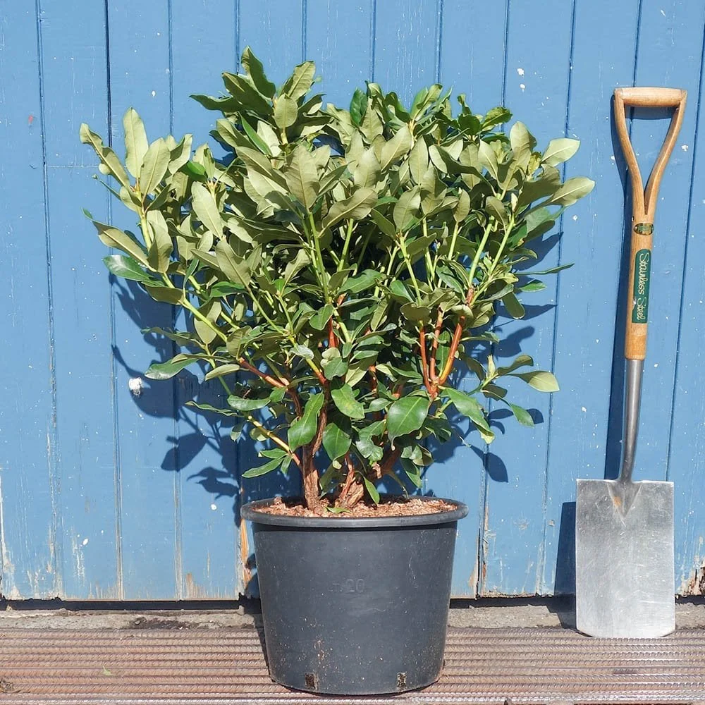 Rhododendron 'Horizon Monarch' Shrub - Image 5