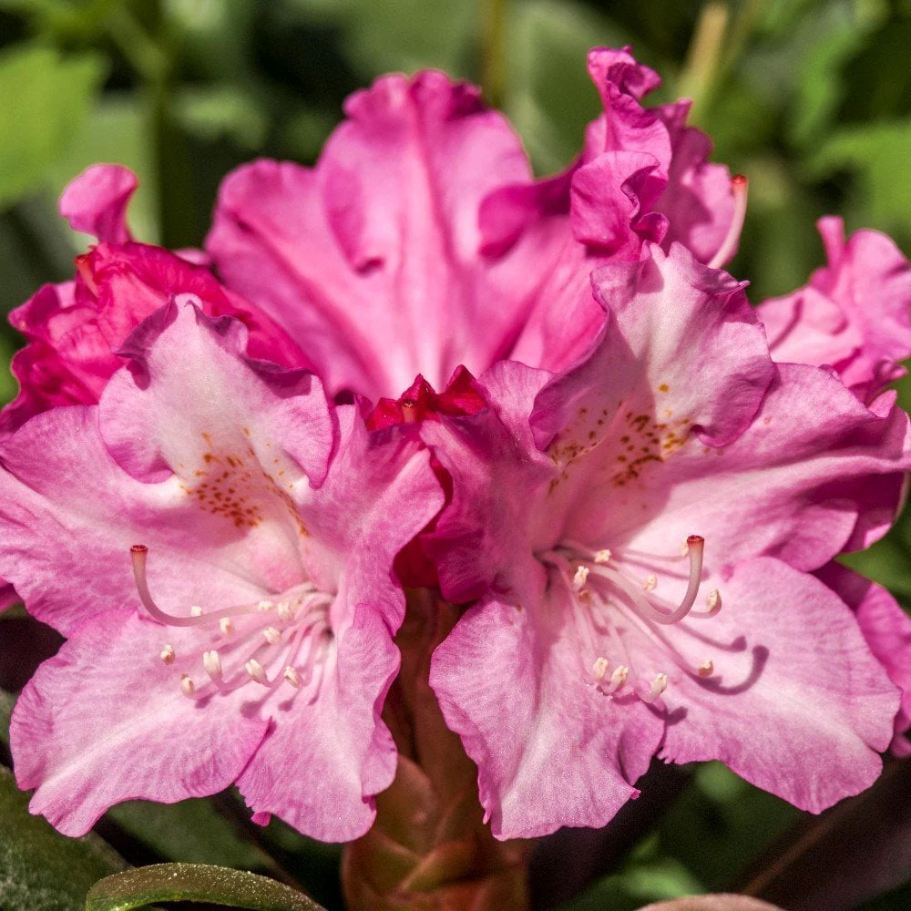 Rhododendron 'Kalinka' Shrub