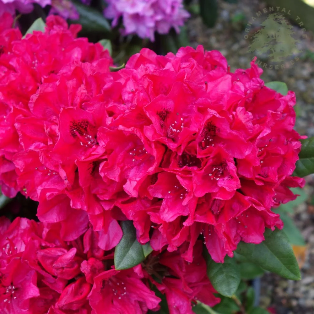 Rhododendron 'Lord Roberts' Shrub
