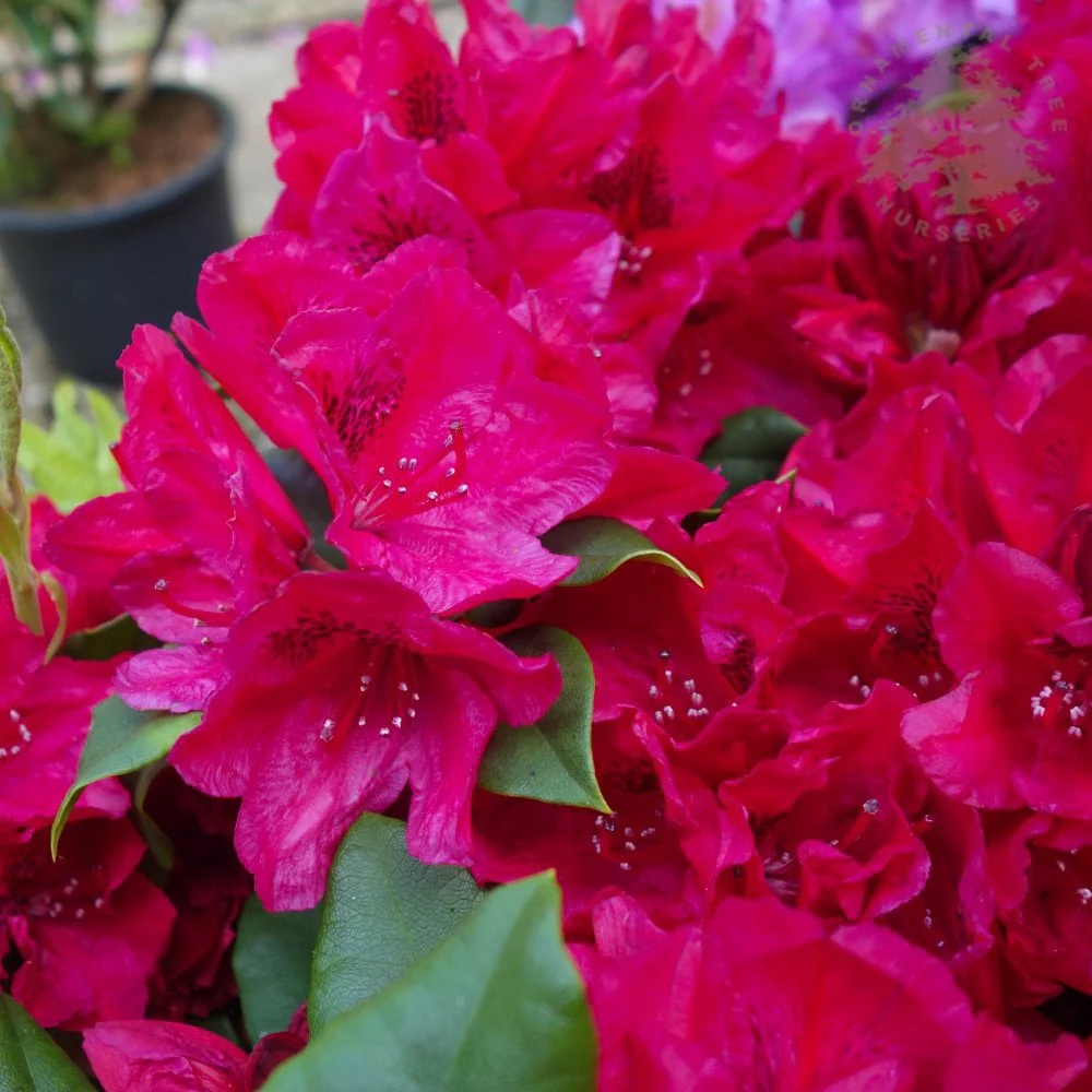 Rhododendron 'Lord Roberts' Shrub - Image 2