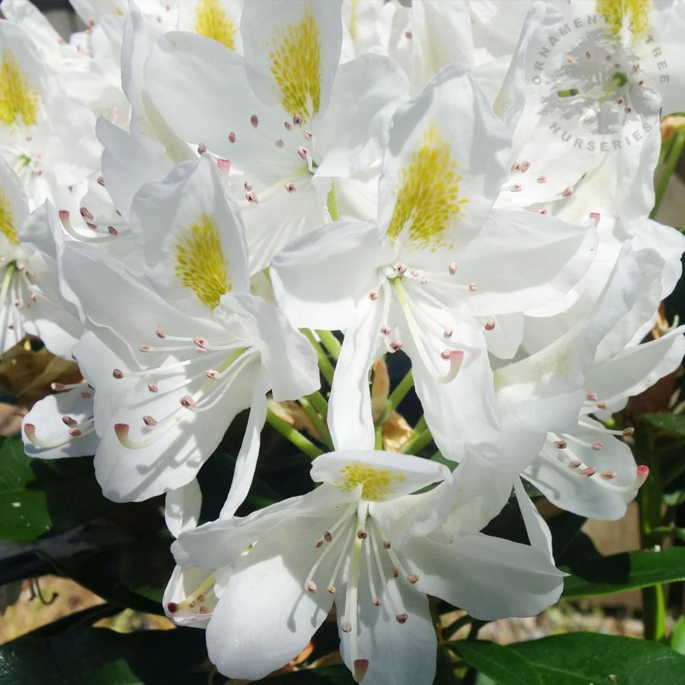 Rhododendron 'Madame Masson' Shrub