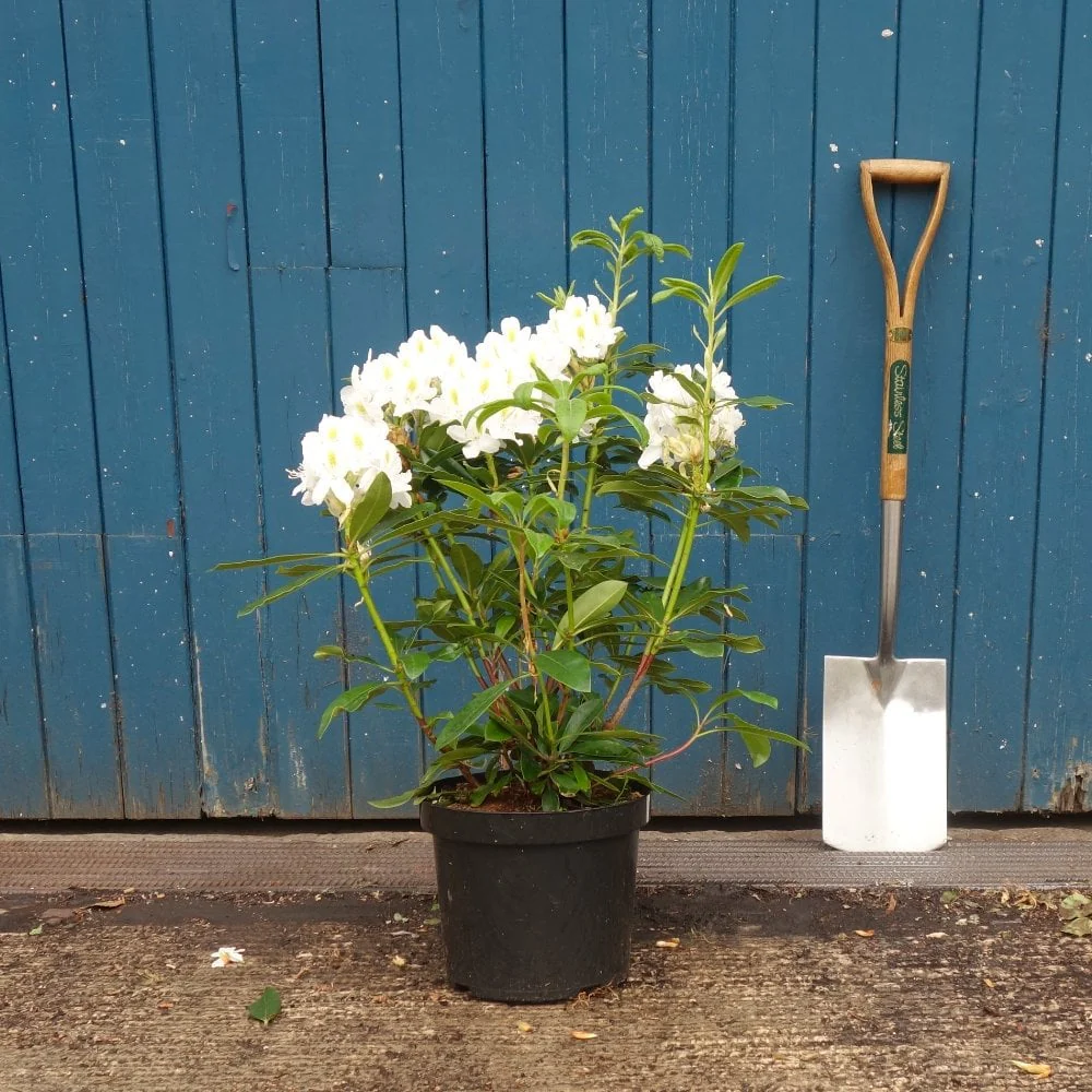 Rhododendron 'Madame Masson' Shrub - Image 2