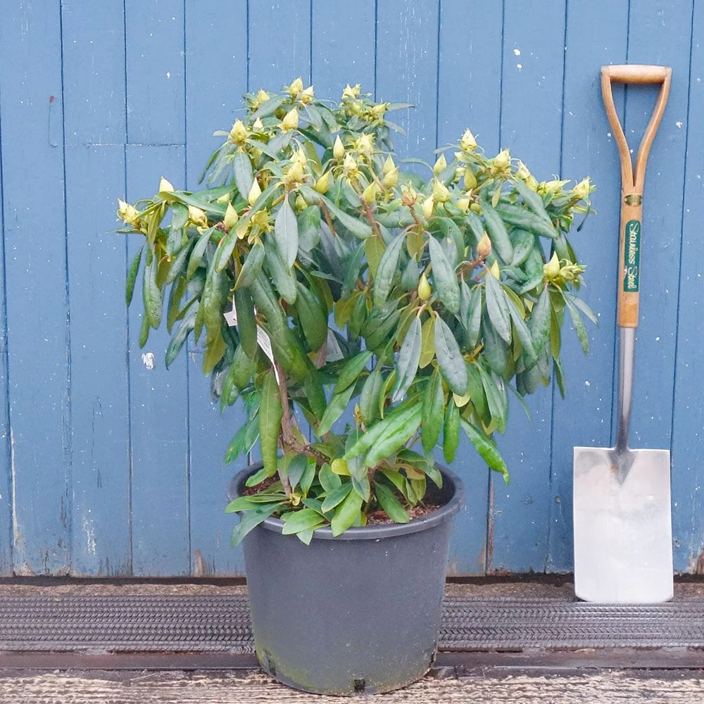 Rhododendron 'Marcel Menard' Shrub - Image 3