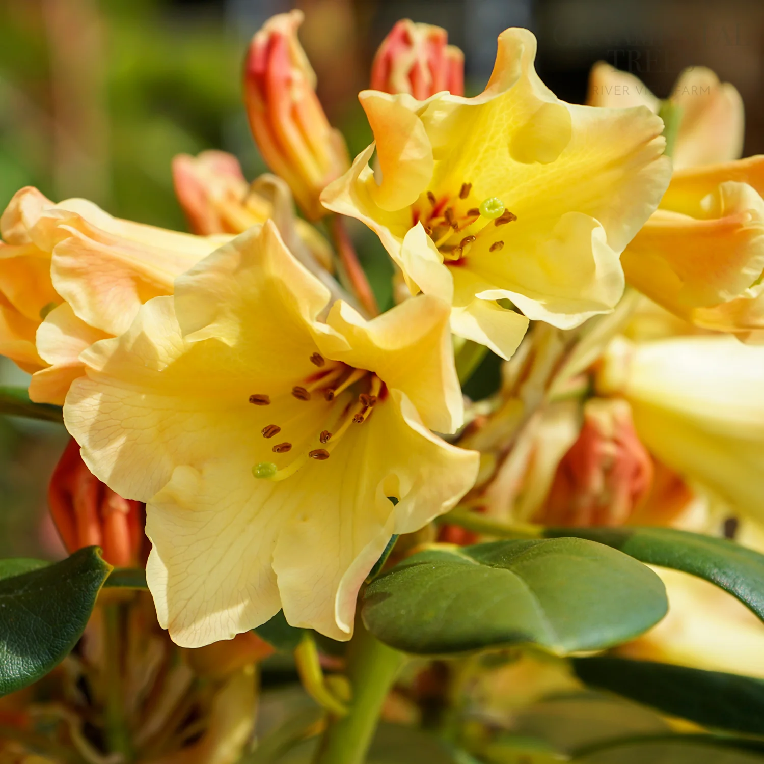 Rhododendron 'Nancy Evans' Shrub