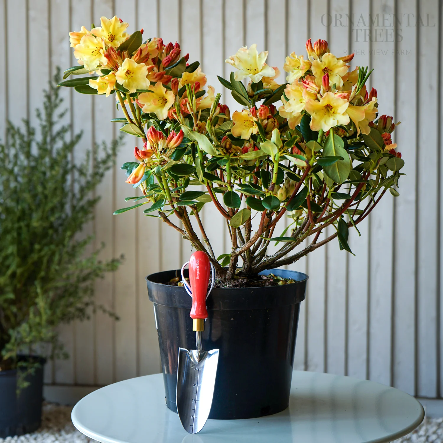 Rhododendron 'Nancy Evans' Shrub - Image 2