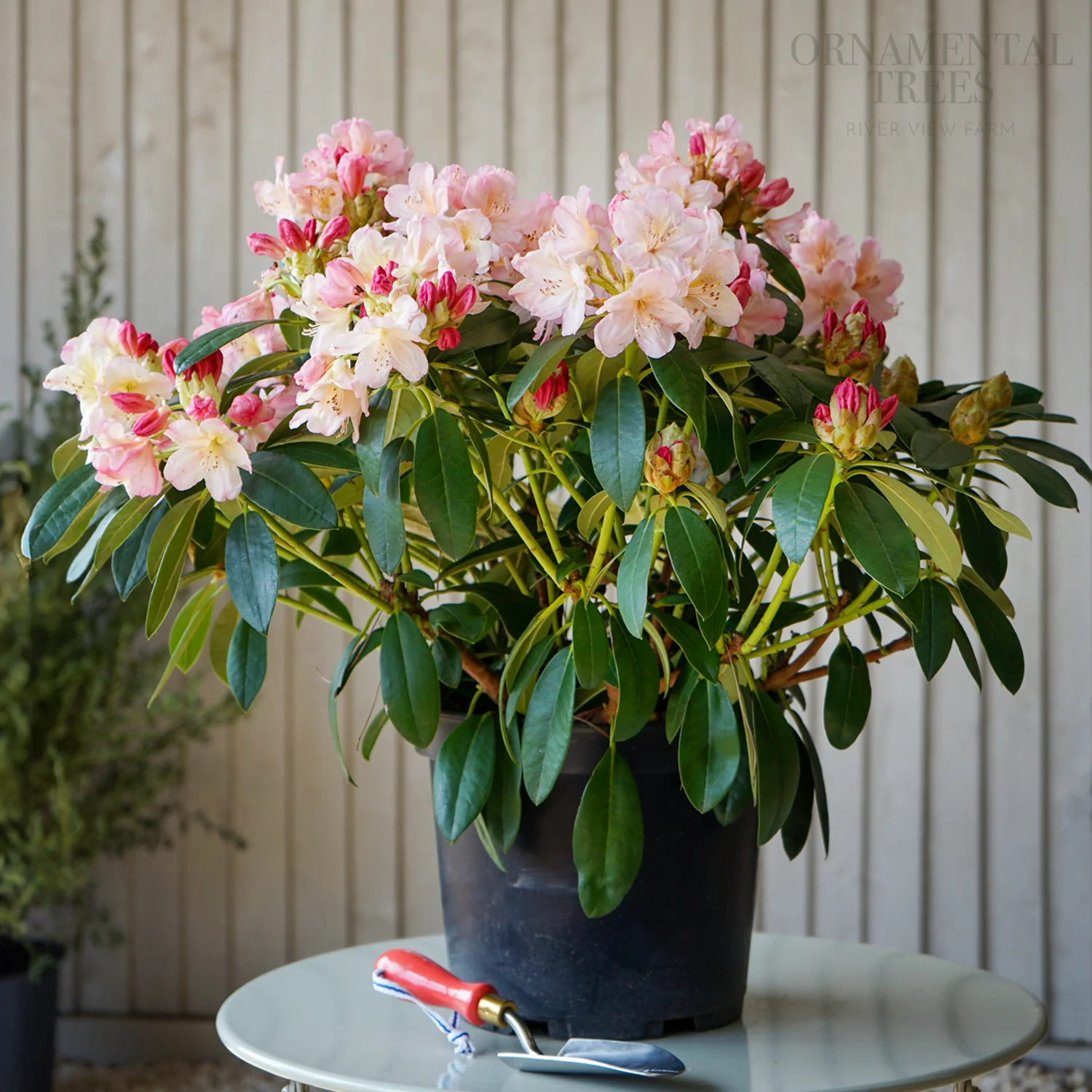 Rhododendron 'Percy Wiseman' Shrub - Image 2