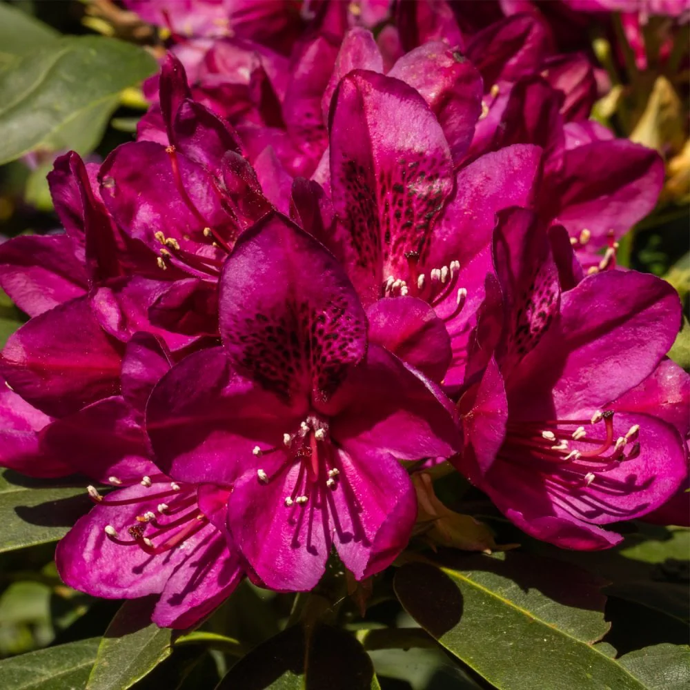 Rhododendron 'Polar Night' Shrub
