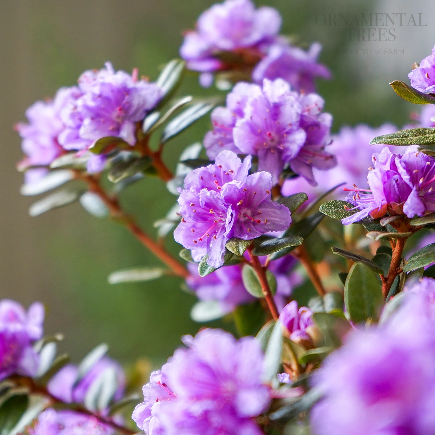 Rhododendron 'Purple Gem' Shrub