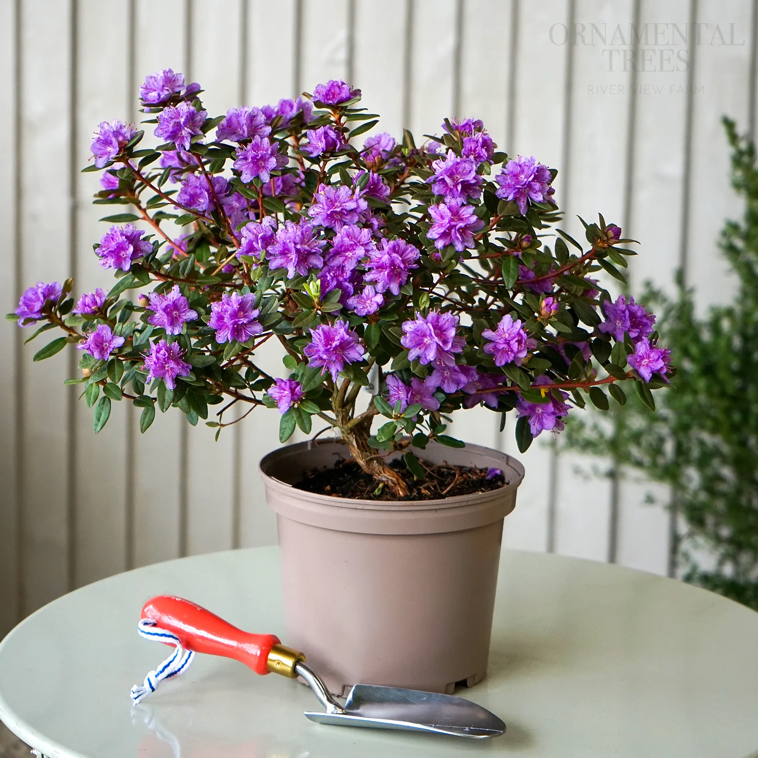 Rhododendron 'Purple Gem' Shrub - Image 2
