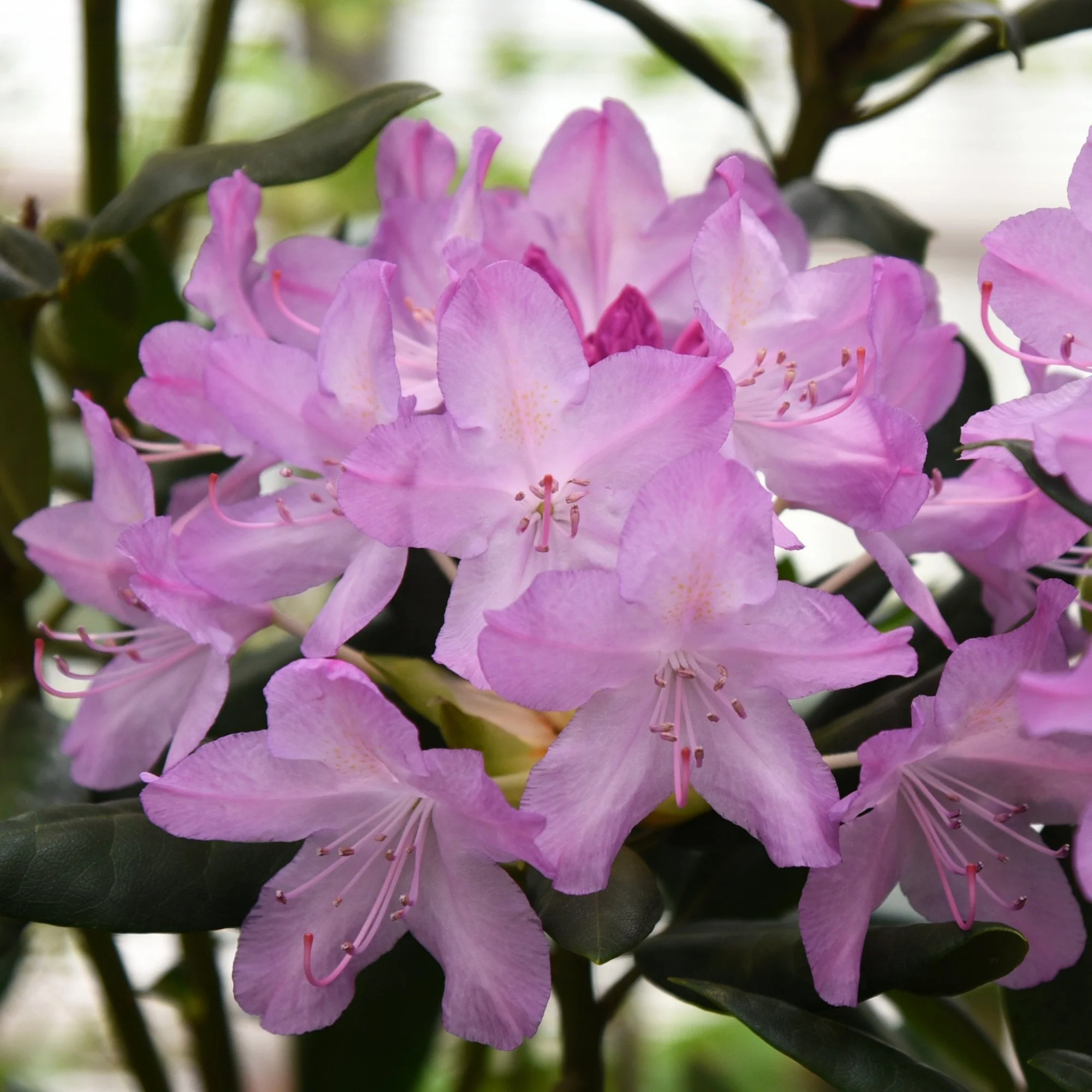 Rhododendron 'Roseum Elegans' Shrub