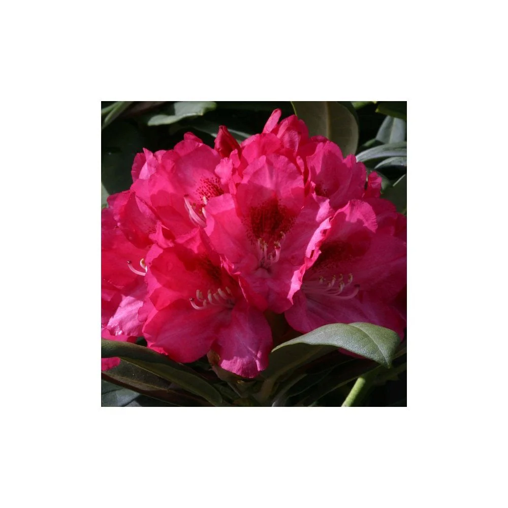 Rhododendron 'Sneezy Shrub' - Image 2