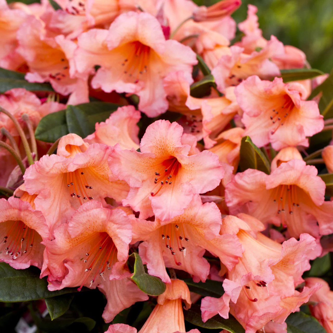Rhododendron 'Tortoiseshell Orange'