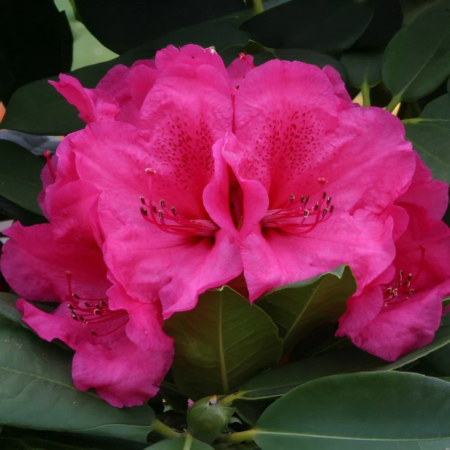 Rhododendron 'Van'