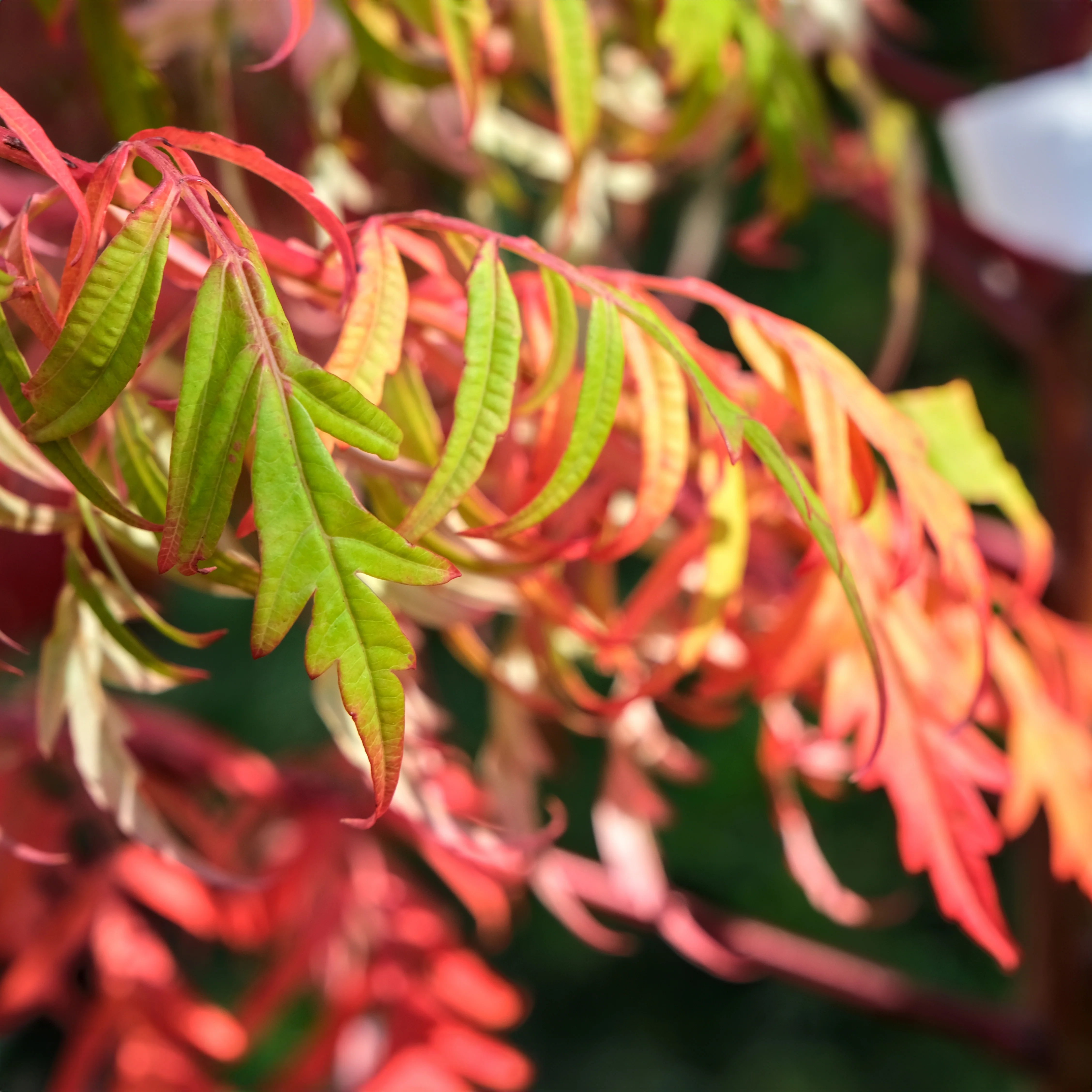 Rhus glabra 'Laciniata' - Image 2