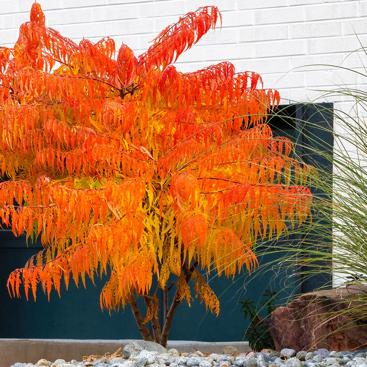 Rhus typhina Tiger Eyes
