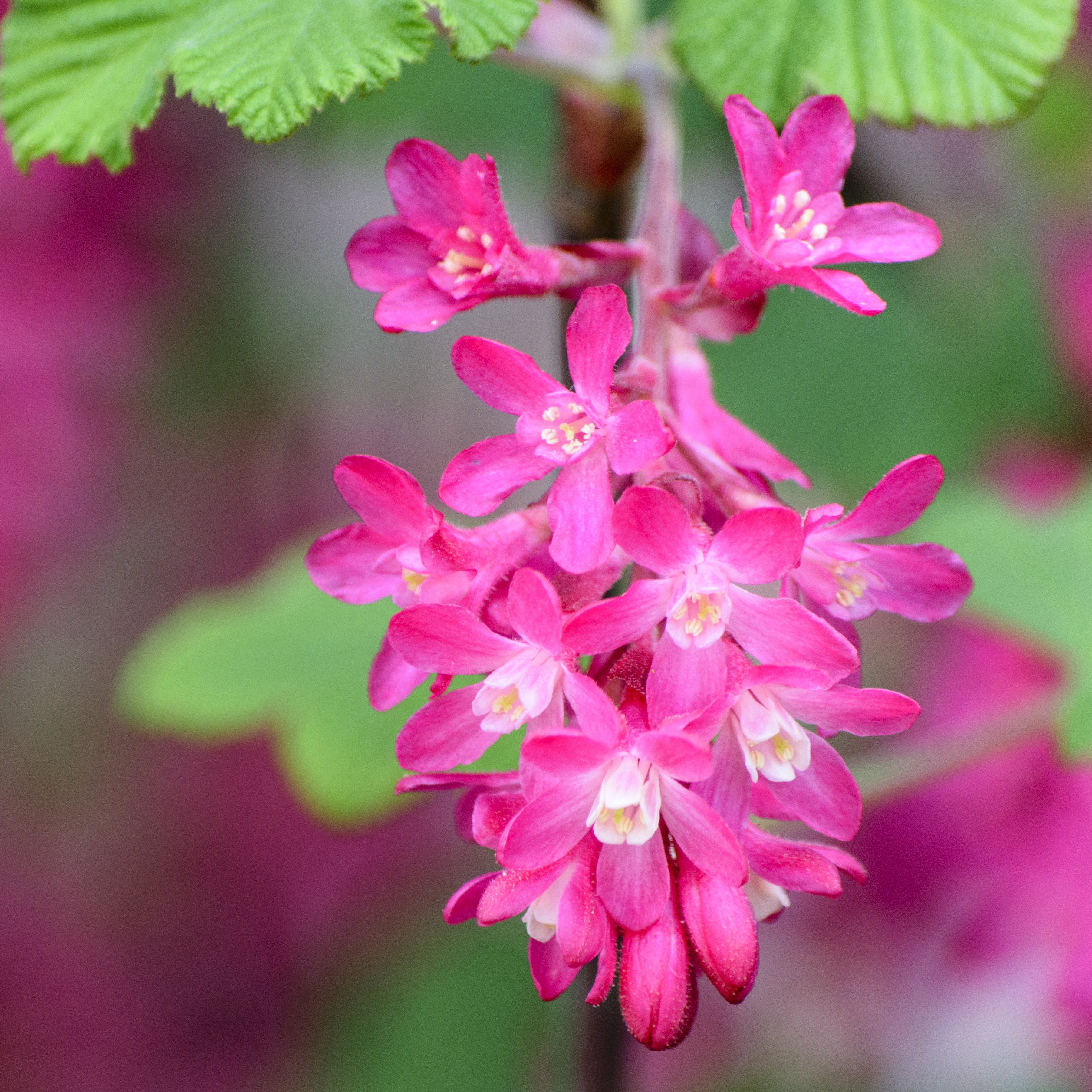Ribes 'King Edward VII'