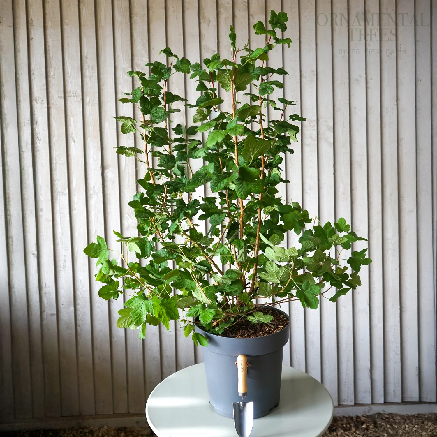 Ribes 'King Edward VII' - Image 3