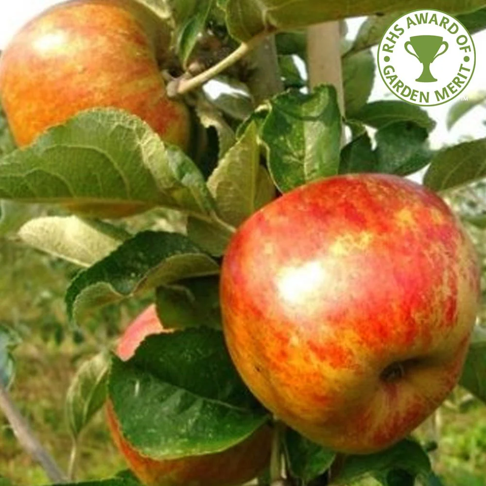 Ribston Pippin Apple Tree