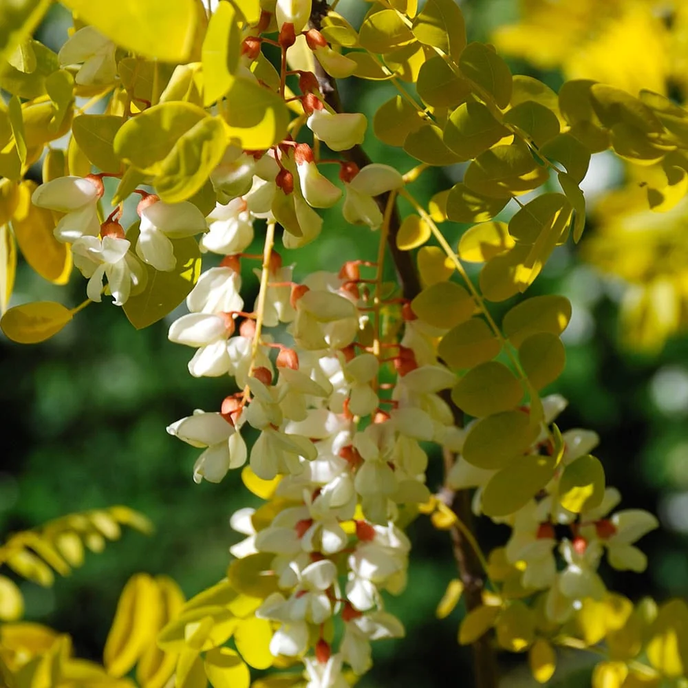 Robinia pseudoacacia 'Frisia' Tree