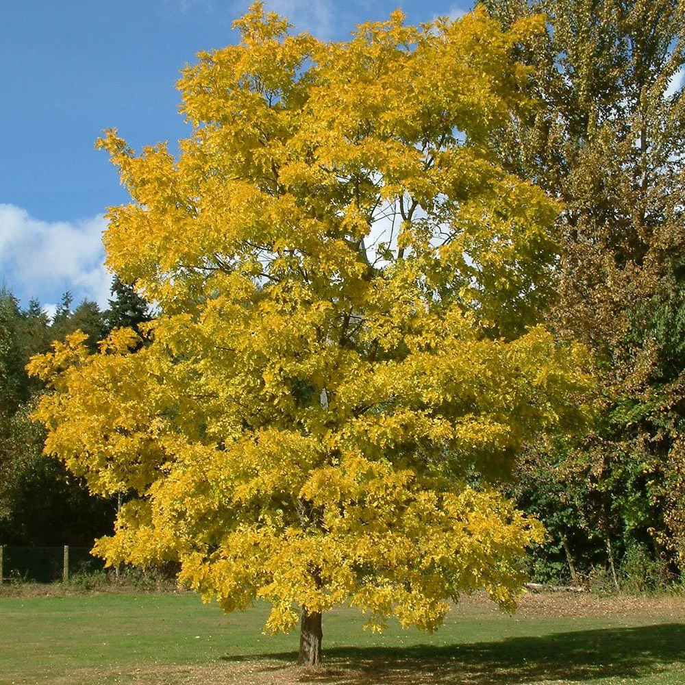 Robinia pseudoacacia 'Frisia' Tree - Image 2