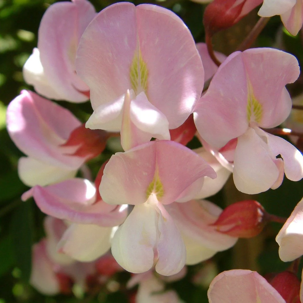 Robinia pseudoacacia Hillieri Tree - Image 2