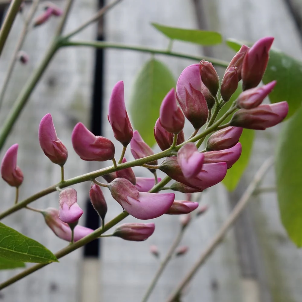 Robinia pseudoacacia Hillieri Tree - Image 3