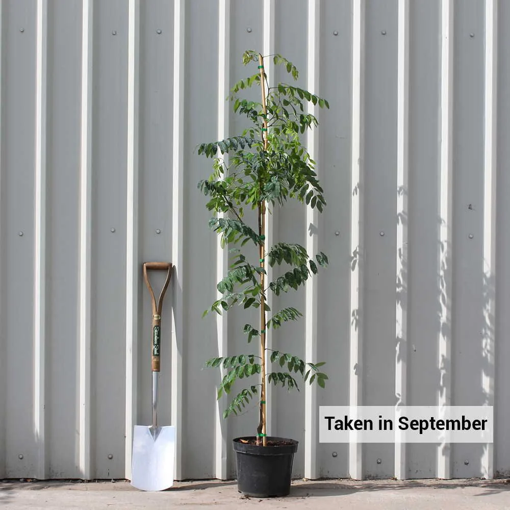 Robinia pseudoacacia Hillieri Tree - Image 4