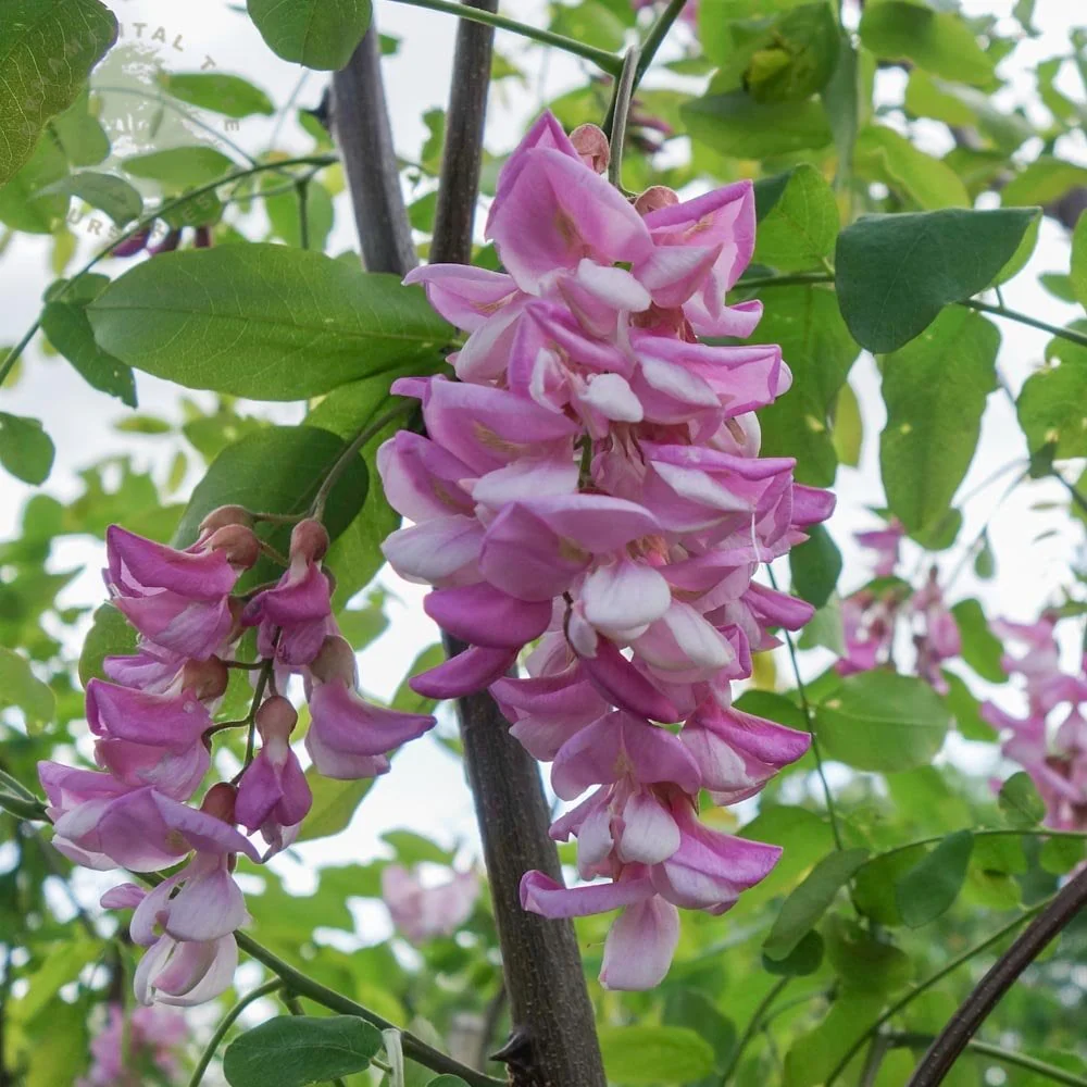 Robinia x margaretta 'Pink Cascade' Tree