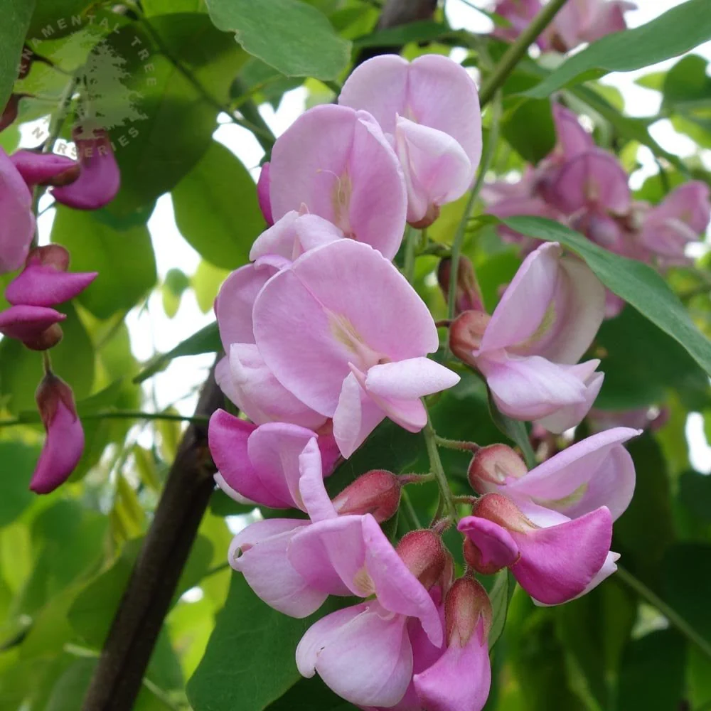 Robinia x margaretta 'Pink Cascade' Tree - Image 2