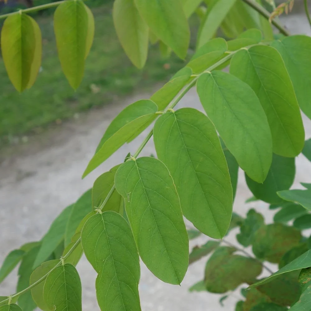 Robinia x margaretta 'Pink Cascade' Tree - Image 3