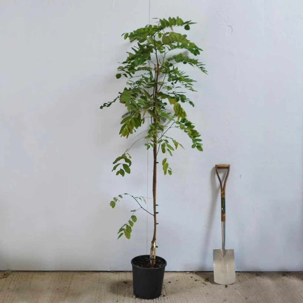 Robinia x margaretta 'Pink Cascade' Tree - Image 5