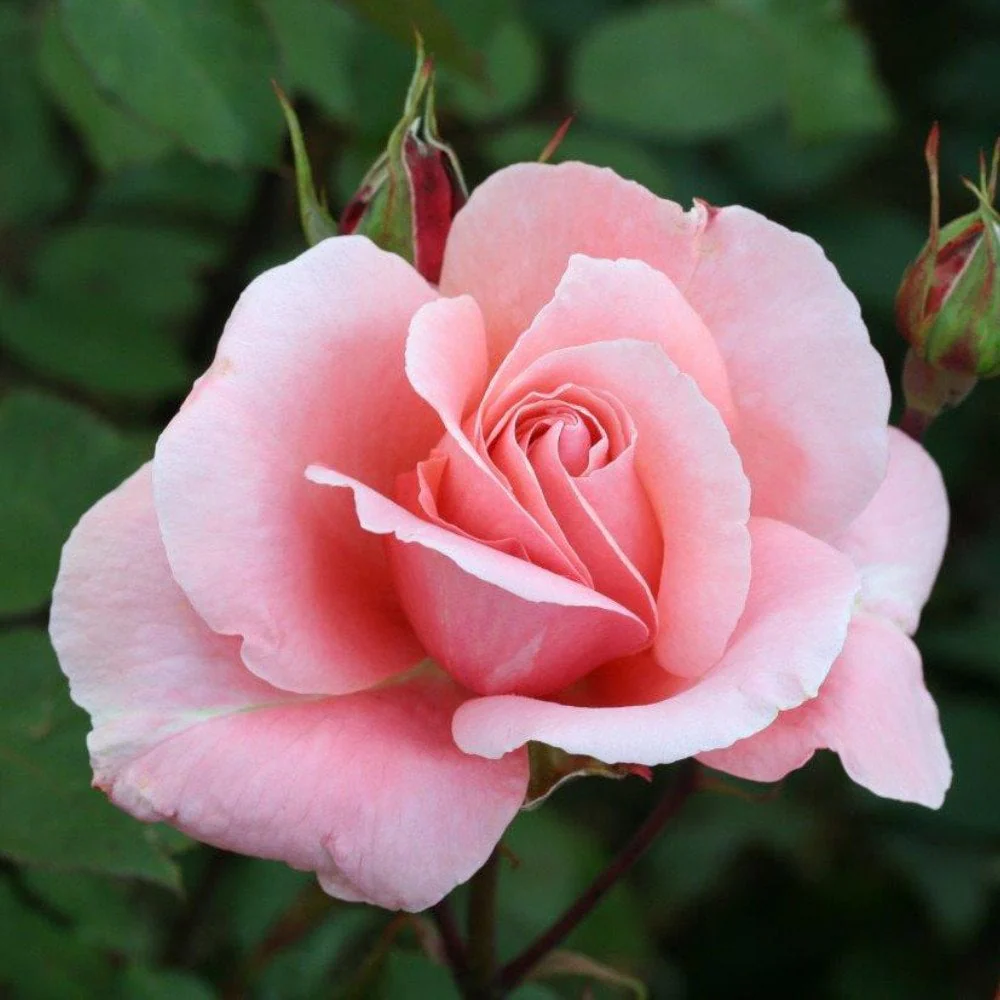 Rose 'Dancing Queen'