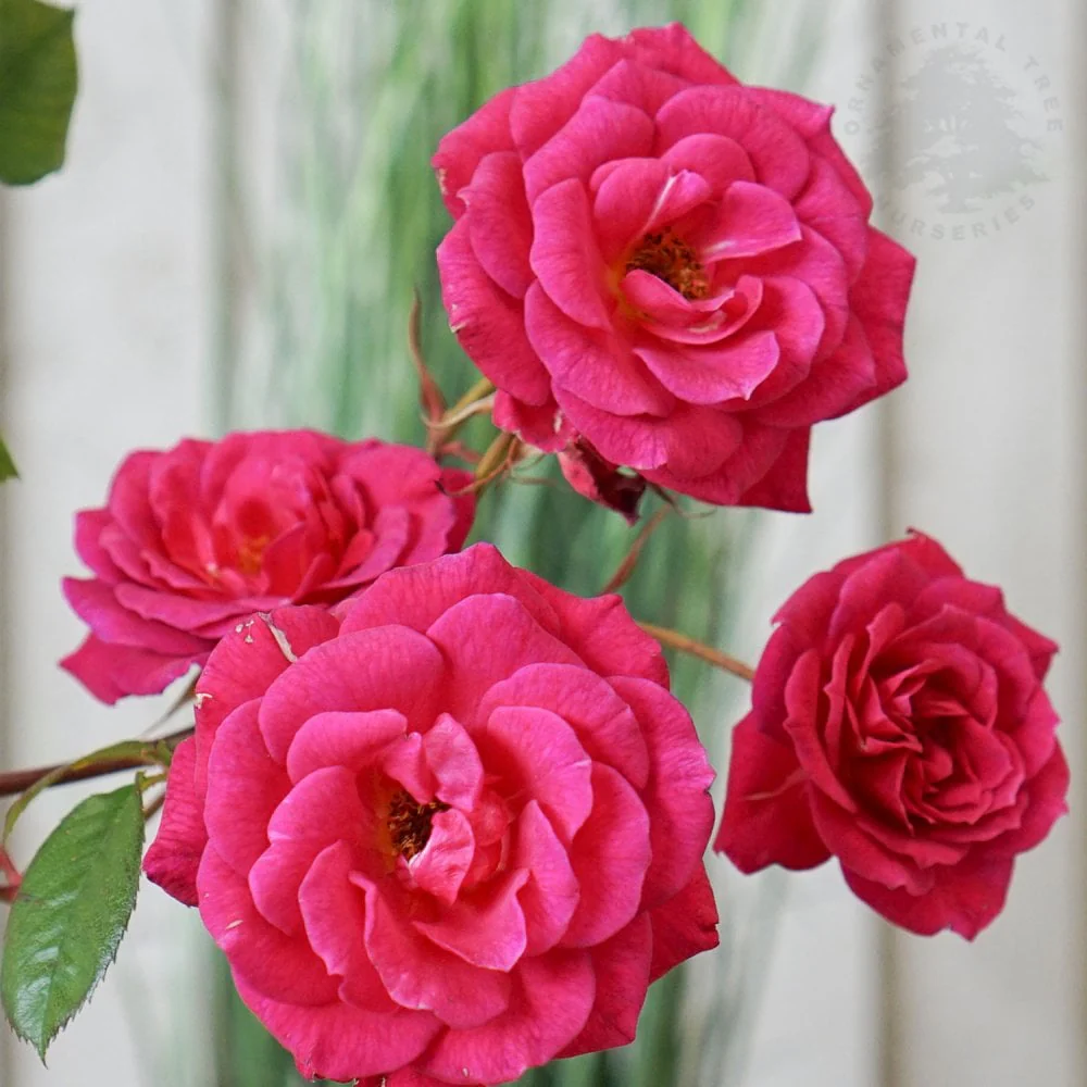 Rose 'Gloriana'