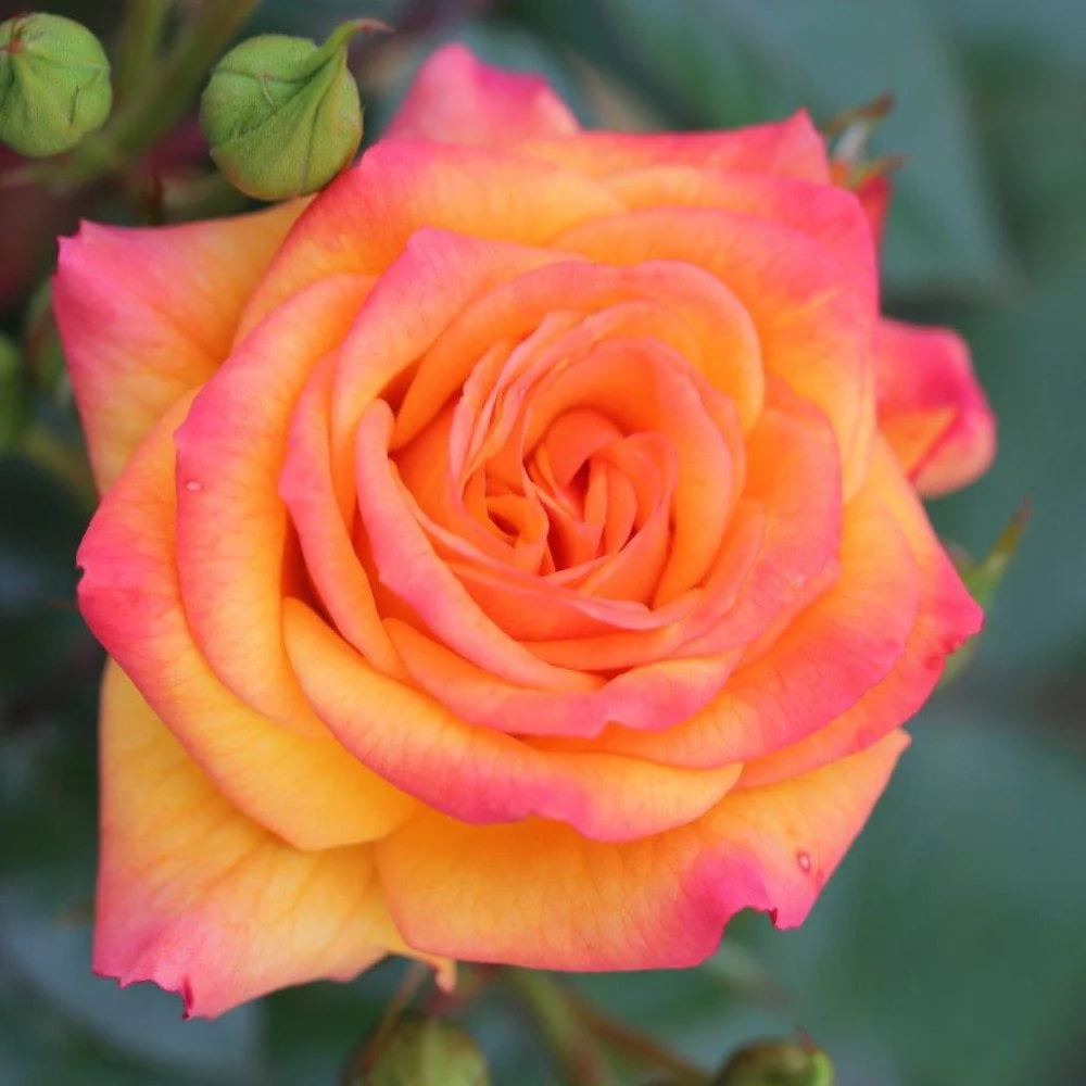 Rose 'Redova'