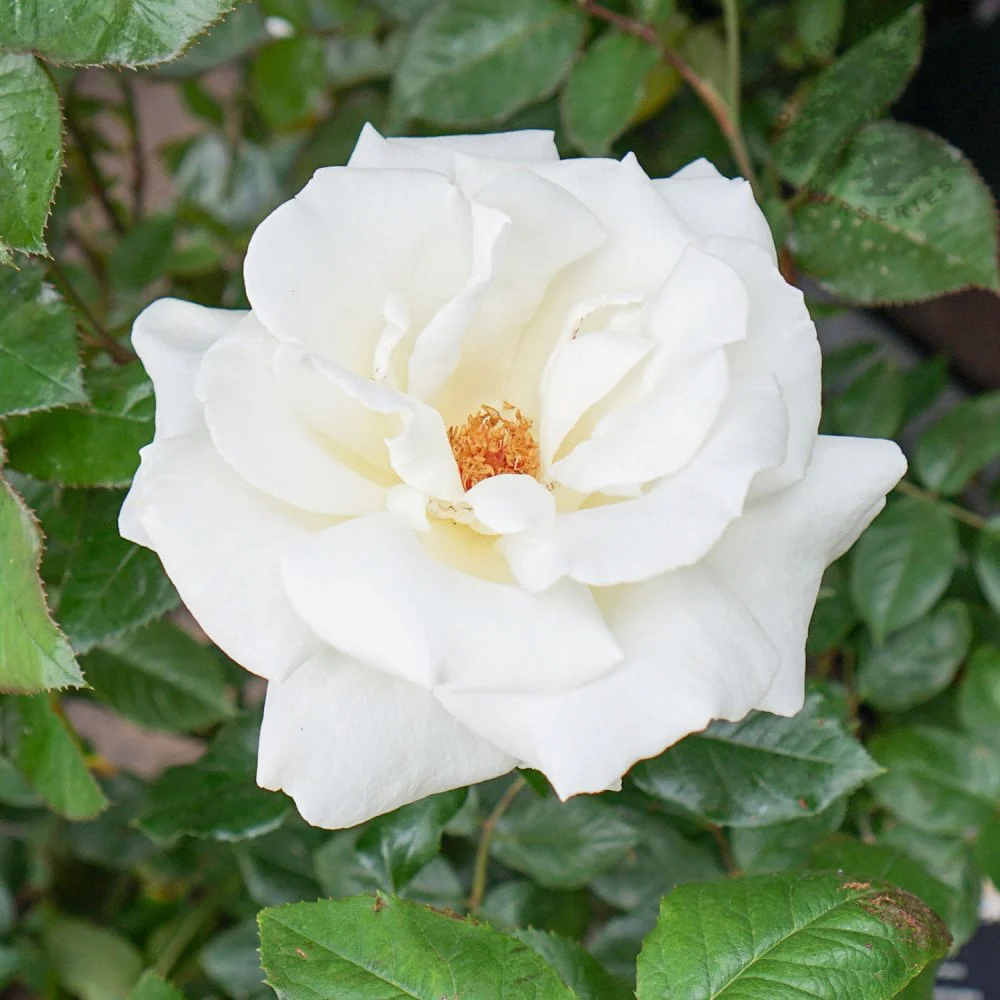Rose 'Silver Anniversary'