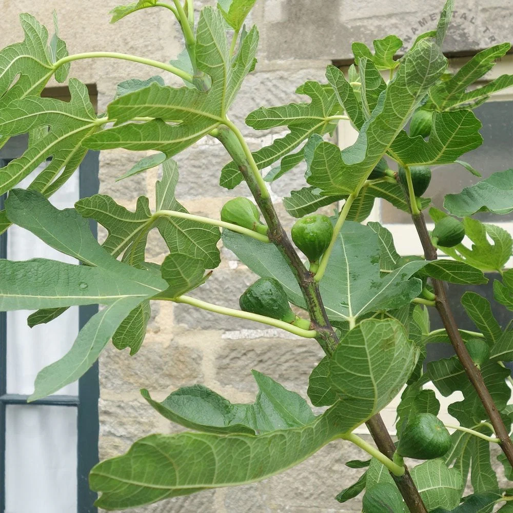 Rouge de Bordeaux Fig Tree