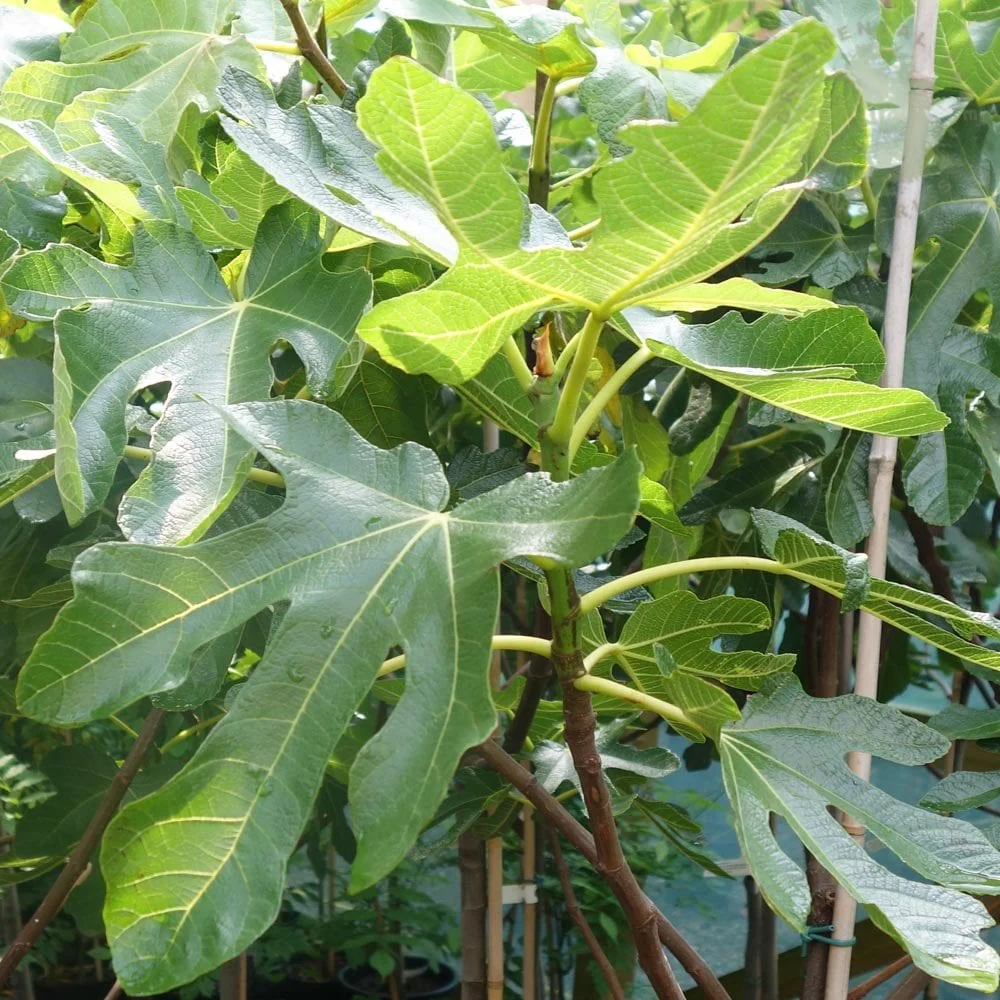 Rouge de Bordeaux Fig Tree - Image 2