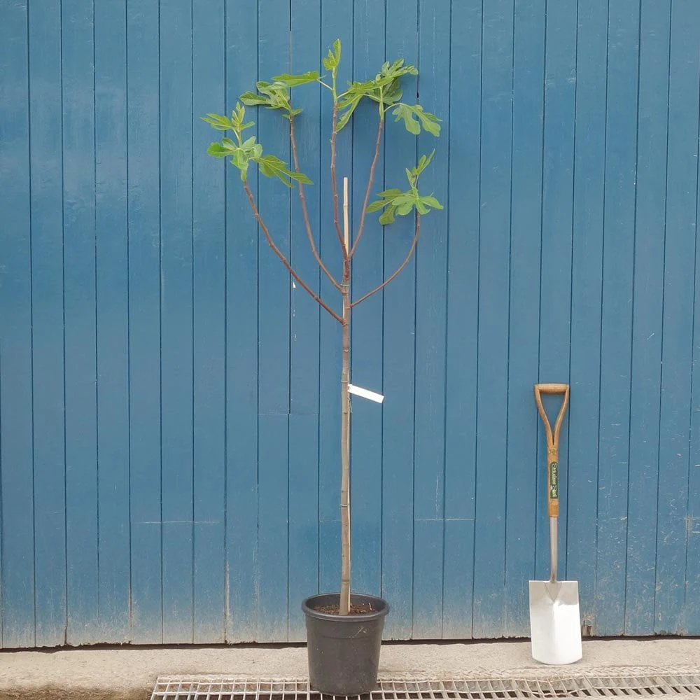 Rouge de Bordeaux Fig Tree - Image 3