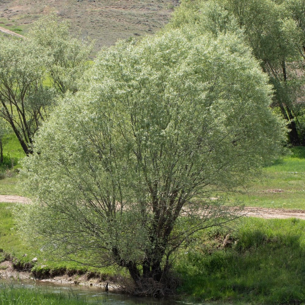 Salix alba