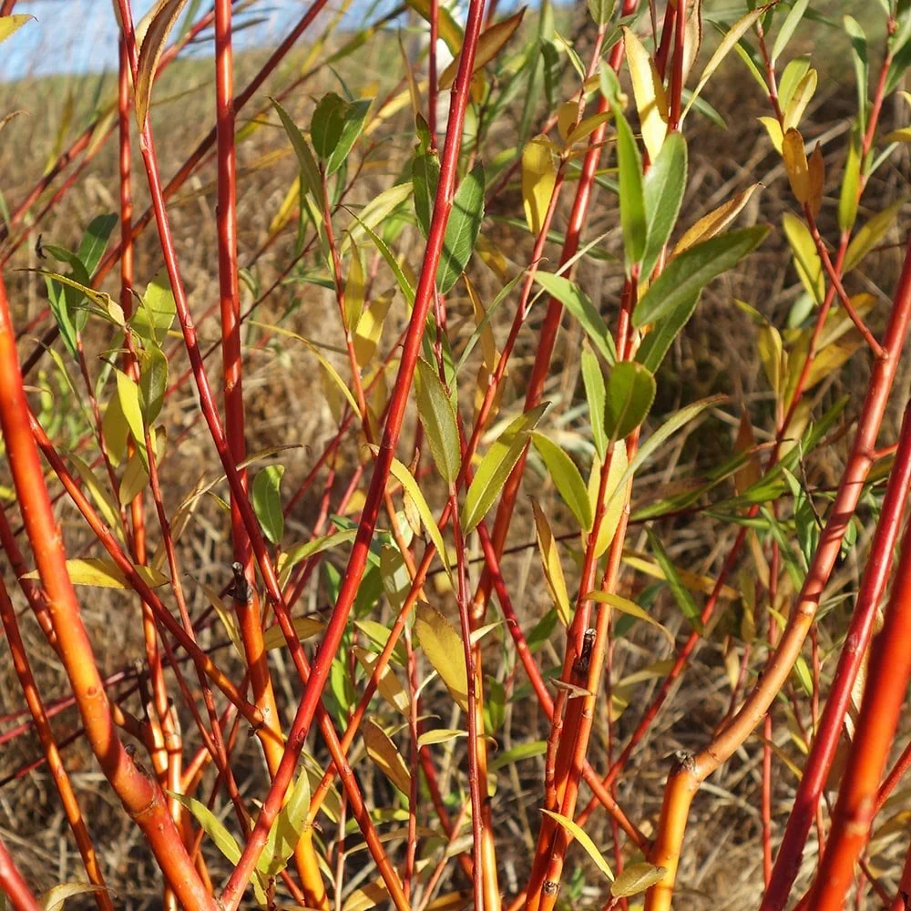 Salix alba var. vitellina 'Yelverton' Tree - Image 2