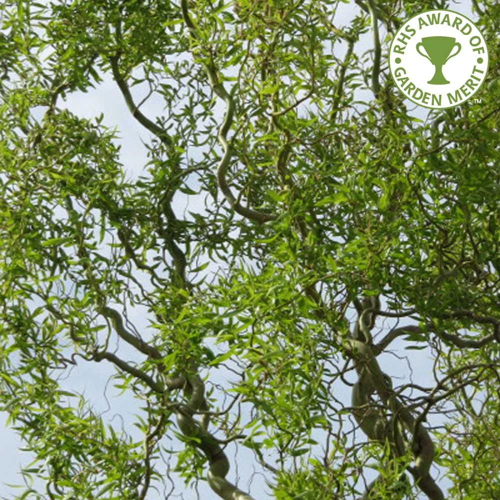 Salix babylonica 'Tortuosa' Tree