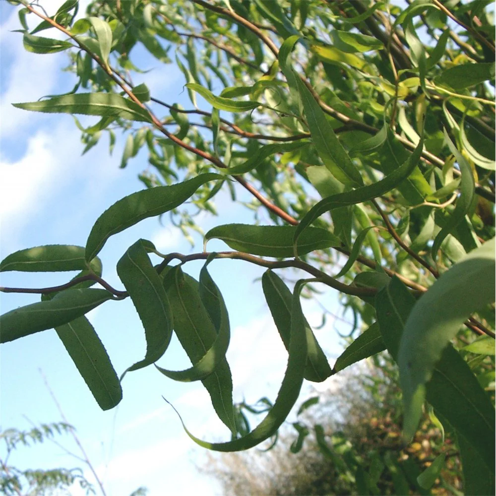Salix babylonica 'Tortuosa' Tree - Image 2
