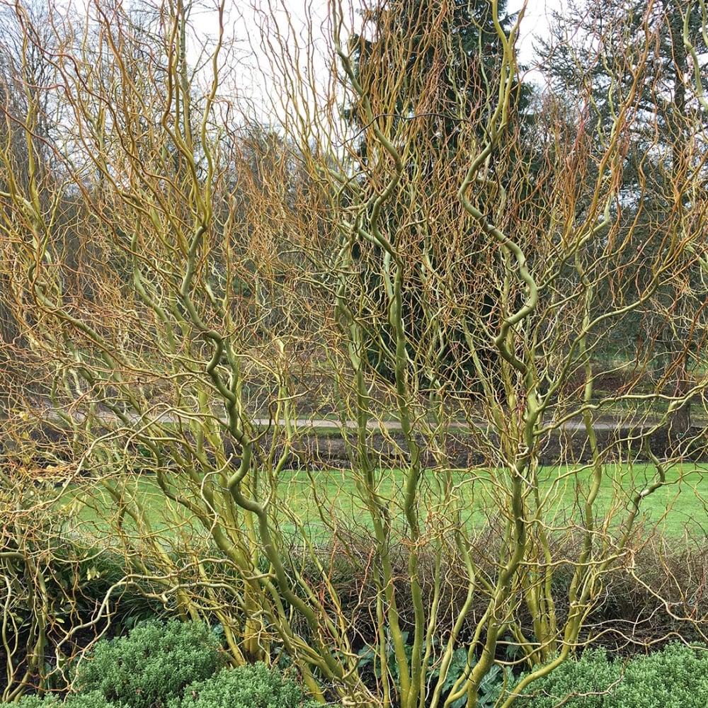 Salix babylonica 'Tortuosa' Tree - Image 3