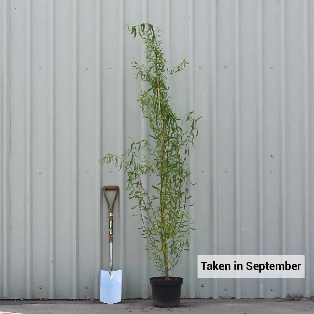 Salix babylonica 'Tortuosa' Tree - Image 4