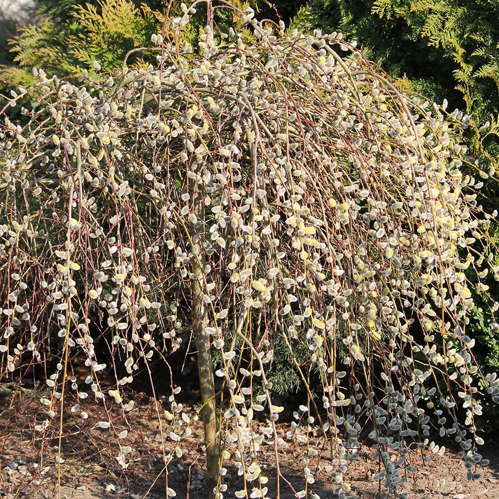 Salix caprea 'Pendula' Tree